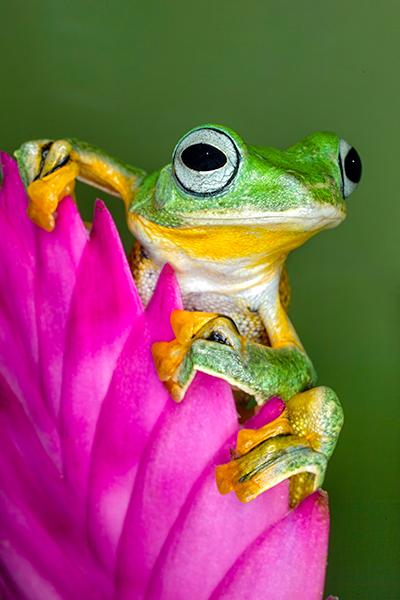 Wallace's Flying Frog | Shutterbug